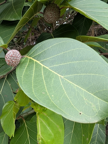 African peach