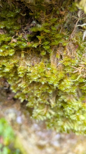 shingle moss