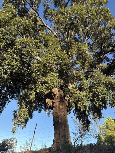cork oak