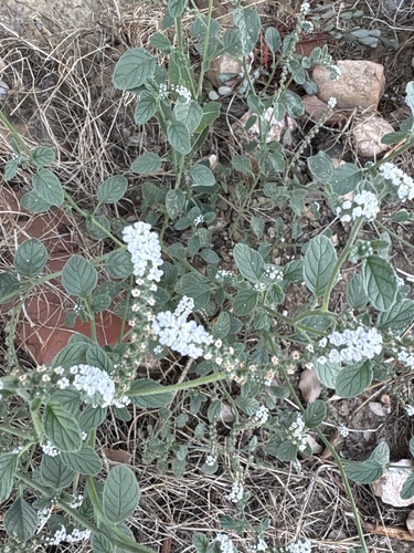 European heliotrope