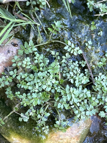 Fool's Watercress