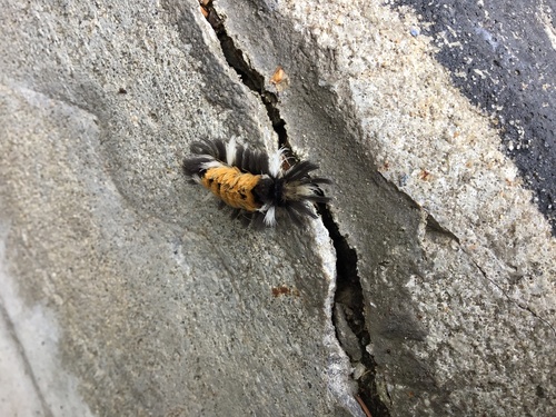 Milkweed Tussock Moth