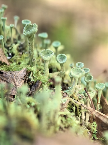 Trumpet Lichen