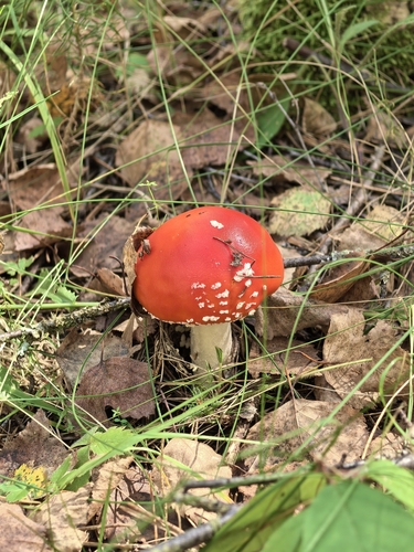 Fly Agaric