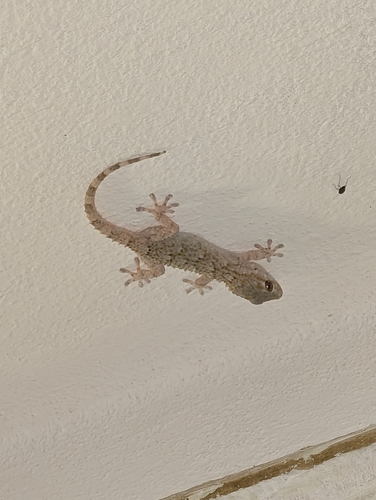 Moorish Gecko