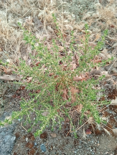 prostrate pigweed