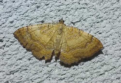 Yellow Shell Moth