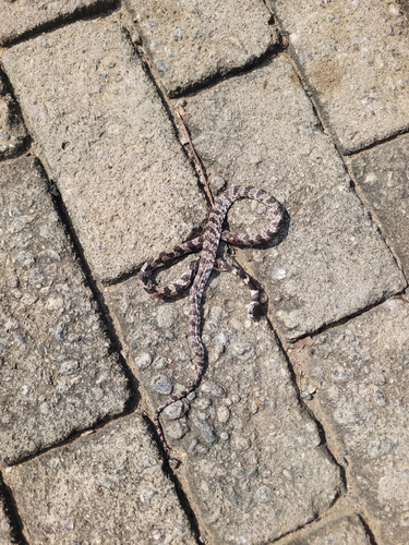 Brazilian Slug-eating Snake