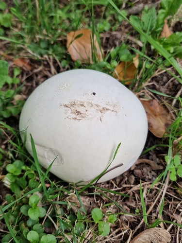 giant puffball