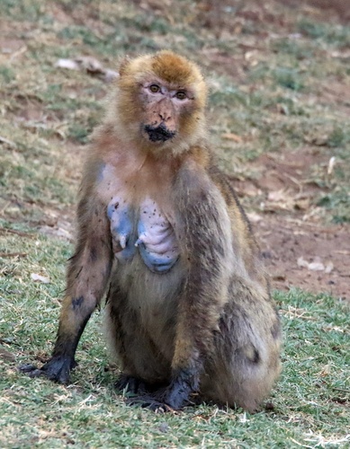 Barbary Macaque