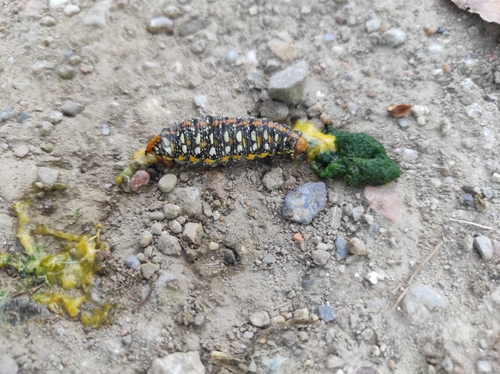 Leafy Spurge Hawkmoth