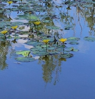 water fringe