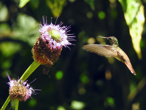 Ruby-topaz Hummingbird