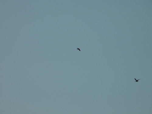 Common Snipe