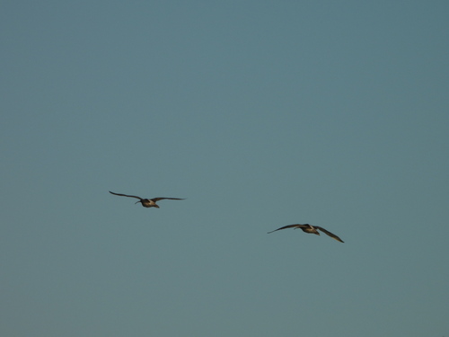 Eurasian Curlew