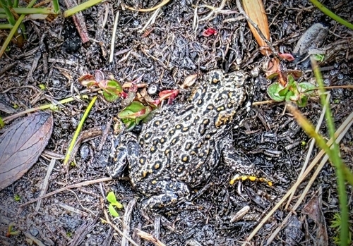 iNaturalist observation photo of North American Toads