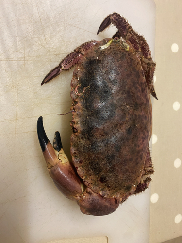 Edible Crab
