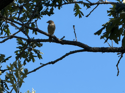 House Sparrow