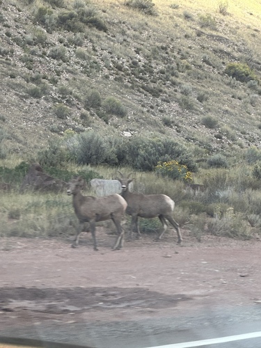 Bighorn Sheep
