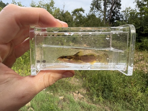 Black River Madtom