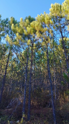 maritime pine