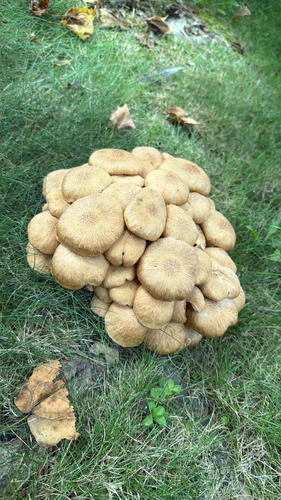Ringless Honey Mushroom