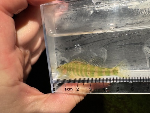 Banded Darter