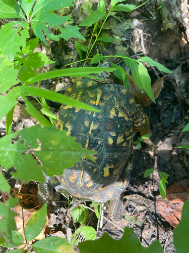 Eastern Box Turtle