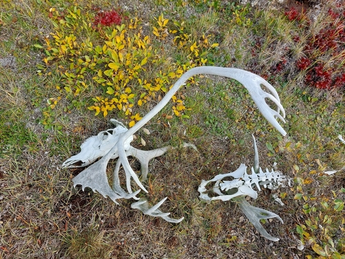 Caribou observed by lancycheng