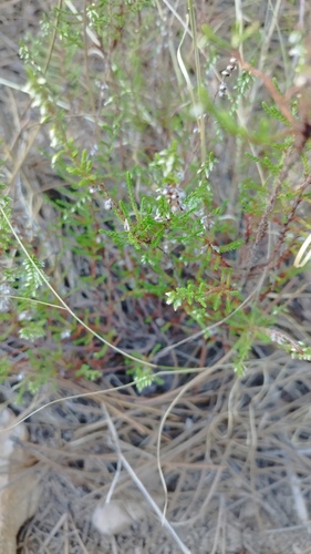 common heather