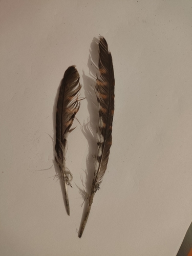 Common Cuckoo