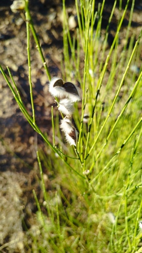 Portuguese Broom
