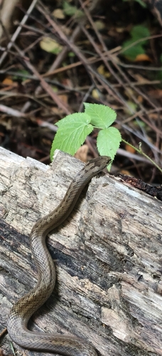 Smooth Snake