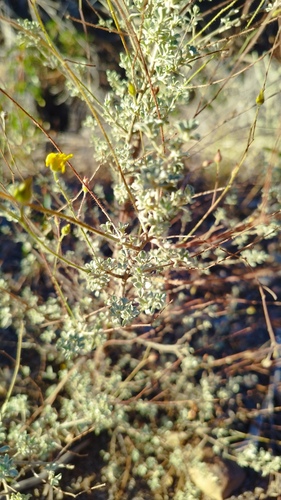 Basil-leaved Rockrose