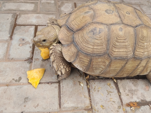 African Spurred Tortoise