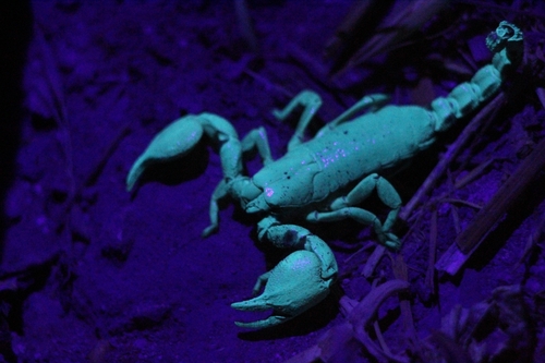 Scorpio fuscus