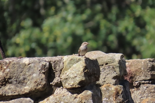 Spotted Flycatcher