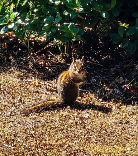 Townsend's Chipmunk observed by garrickschermer
