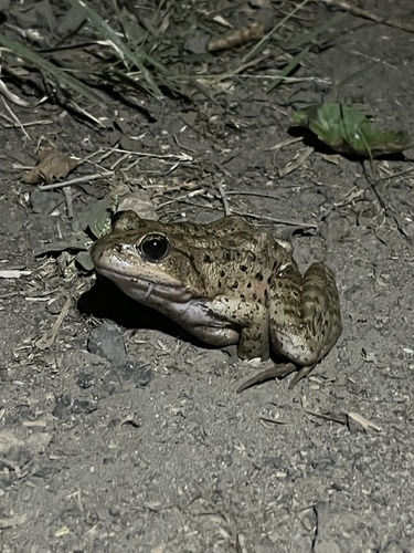iNaturalist observation photo of California Red-legged Frog