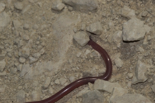 Hook-snouted worm snake
