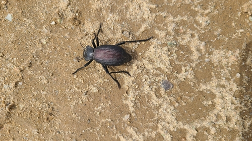 Philolithus elatus
