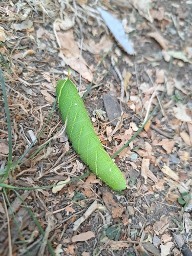 Poplar Hawkmoth