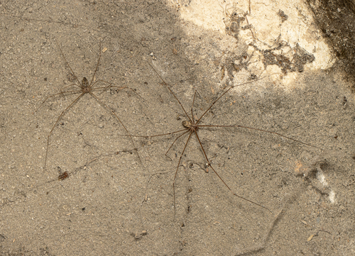 Tailed Cellar Spider