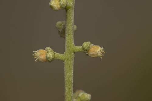 Licania rigida