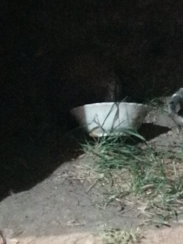 Northern White-breasted Hedgehog
