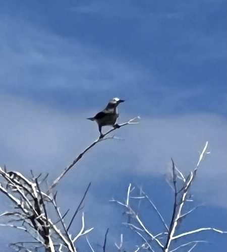 Clark's Nutcracker