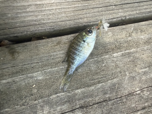 Bluegill