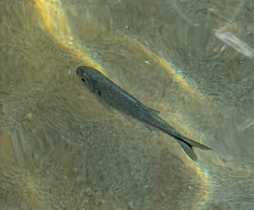 Texan Tetra