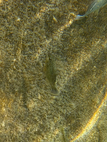 Comanche Springs Pupfish