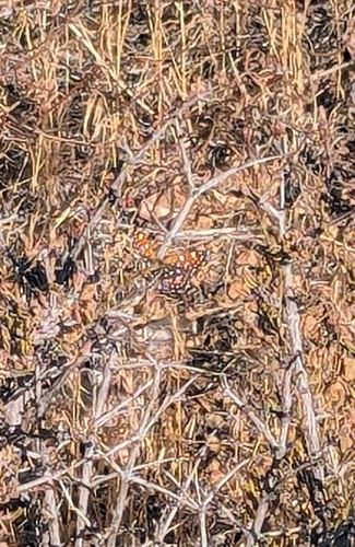 iNaturalist observation photo of Mormon Metalmark